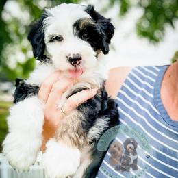 Mozzerella - Tri-color male Bernedoodle puppy in Marion, Ohio from Doodles & Doxies