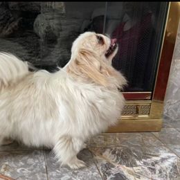 Dora - Pekingese