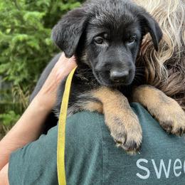 Yellow collar female - Bi-color female German Shepherd puppy in Winterport, Maine from Vom Stevens Old Fashioned German Shepherds
