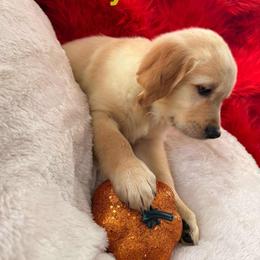 Golden Retriever Puppies from American True Golden retriever