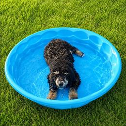 Nova - Phantom female Poodle puppy in Cleburne, Texas from Lone Star Standard Poodles LLC