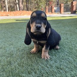 Girl 1 - Black and brown female Basset Hound puppy in Cedartown, Georgia from Parris Manor Bassets