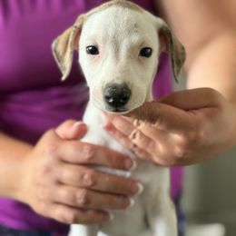 Boy 1 - Fawn brindle male Whippet puppy in Genoa, New York from Solidago