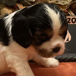 Cavalier King Charles Spaniel Puppies from Mapleview Cavalier King Charles Spaniels