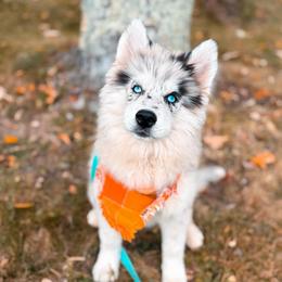 Echo - Merle male Pomsky puppy in Cleveland, Ohio from Lake Point Pomskies
