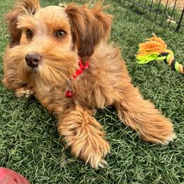 Titania - Wheaten female Miniature Schnauzer puppy in Menifee, California from Moonshine’s Minis