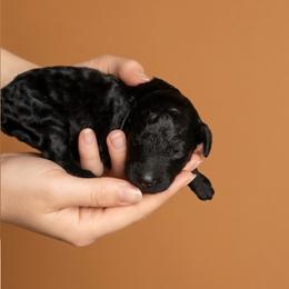Black Boy 4 - Black male Goldendoodle puppy in Milton, Florida from Sutton Place Doodles