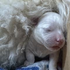Huxley - Bolognese puppy from Kenalee Farm