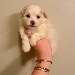Vader - F1B Toy Maltipoo - white and lemon male Companion Cross puppy in Morehead, Kentucky from Paw Perfect Pets