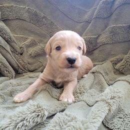 Finley - Apricot male Goldendoodle puppy in Mayville, Michigan from Guiding Light Doodles