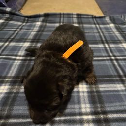 German Shepherd All Grown Up from Von Freimeier Kennels