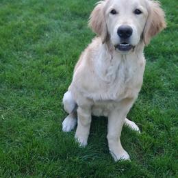 Pink Collar - Golden female Golden Retriever puppy in Sandy, Utah from Golden Meadows of Utah