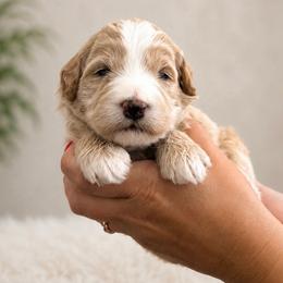 Blue - Cream male Goldendoodle puppy in Lindon, Utah from Ruby’s Minidoodles LLC