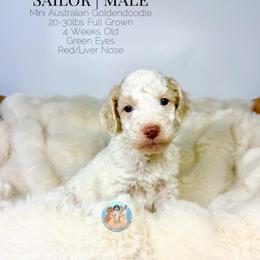 Sailor - Parti male Double Doodle puppy in Southwest Ranches, Florida from Dandy Doodle Ranch
