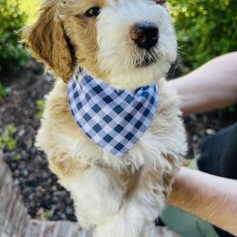 Aussiedoodle Puppies from Sheila Harwell
