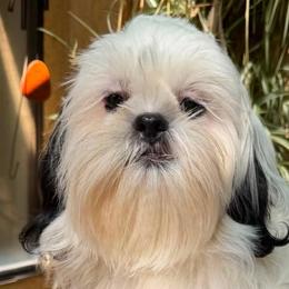 Chewy - Black and white male Shih Tzu puppy in Victorville, California from Precioustzus
