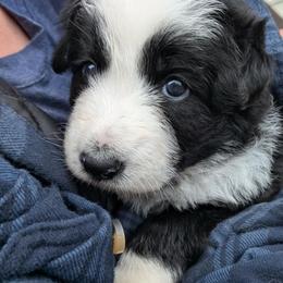 Sandor Clegane - Panda male German Shepherd puppy in Garrett, Indiana from Devil-Dog Shepherds