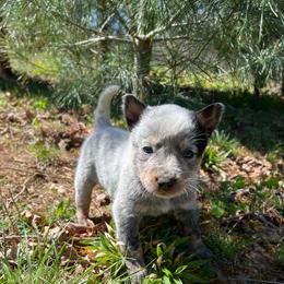 Boy 3 - Blue male Australian Cattle Dog puppy in Irvington, Kentucky from Dry Valley’s Australian Cattle Dogs