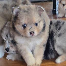Wynona - Merle female Pomsky puppy in Elgin, Oregon from Kenna'z Kuddly Pomskiez