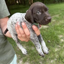 Rio - Liver roan female German Shorthaired Pointer puppy in Orange, Texas from River Bottom Pointers