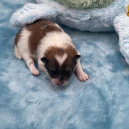 Bailey - Chocolate parti female Pomeranian puppy in Douglas, Georgia from Heartland small breeds