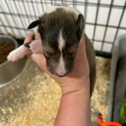 Blue - White and sable male Shetland Sheepdog puppy in Fontanelle, Iowa from Jensen Farms Shelties