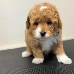 Piggie - Brown and white female Bernedoodle puppy in Gainesville, Florida from Alyssa Xxweetdoodles