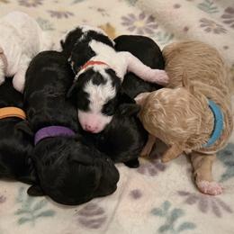 Green Collar - Apricot female Goldendoodle puppy in Valley Center, Kansas from The Goldendoodle Gal