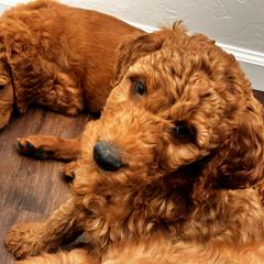 Irish Doodle Puppies from Rustic doodles of Sahuarita, AZ