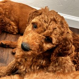 Irish Doodle Puppies from Rustic doodles of Sahuarita, AZ