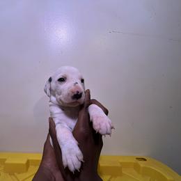 Girl 1 - White and black Dalmatian puppy in Virginia from Andersons Toy Box LLC