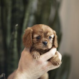 Cavalier King Charles Spaniel Puppies from Tsarevich Goldens and Cavaliers