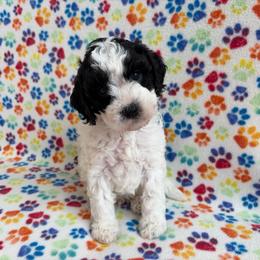 Oregano - male Cavapoochon puppy in North Lawrence, Ohio from Liberty Pups