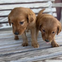 Girl 2 - Dark golden female Golden Retriever puppy in Marshfield, Missouri from Hilltop Kennel LLC