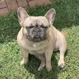 Prada - French Bulldog