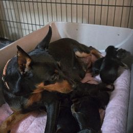 Miniature Pinscher puppies from Keltic Kennels Miniature Pinschers