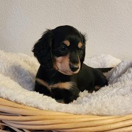 Jackson - Black and tan male Dachshund puppy in Lindsay, California from Lewis Creek's Dachshunds