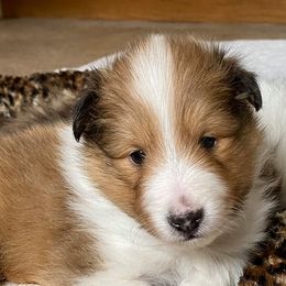 Shetland Sheepdogs from Rivertree K9s