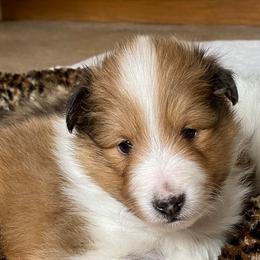 Shetland Sheepdogs from Rivertree K9s