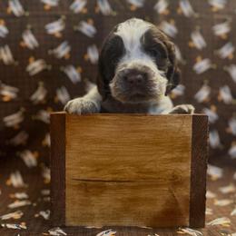 Molly - Liver white and roan female English Springer Spaniel puppy in Braidwood, Illinois from A & R Springers