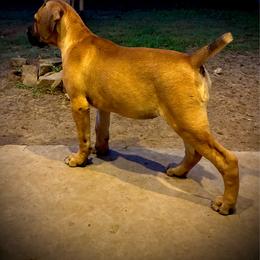 Girl 3 - Red female Cane Corso puppy in Sienna, Texas from Robinson Elite Corsos