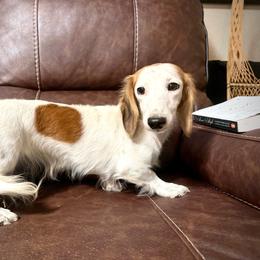 Gina Linetti - Piebald female Dachshund puppy in Magnolia, Texas from Hillyard Ranch