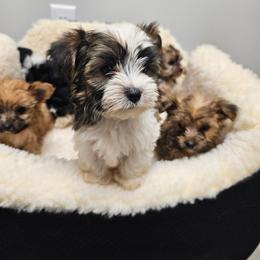 Zephyr - Parti male Yorkshire Terrier puppy in Bolton, Connecticut from Elle Yorkies