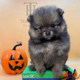 Bebe - Orange sable female Pomeranian puppy in Redlands, California from Torrey Hills Poms