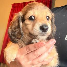 Arwen - Sable female Dachshund puppy in Caldwell, Idaho from 208 Wiener Wiggle Butts LLC