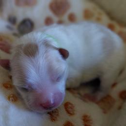 Mikee - Cream parti male Pomeranian puppy in Linwood, North Carolina from MJ's Pomeranians