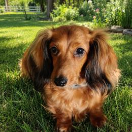 Mini Pearl - Dachshund