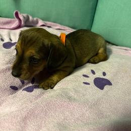 Orange boy - Wild boar male Dachshund puppy in Live Oak, Florida from The Weenie Herd Mom
