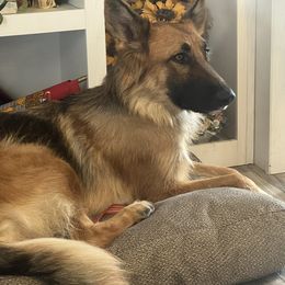 Phoenix - German Shepherd