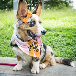 American Corgi, Cardigan Welsh Corgi, and Pembroke Welsh Corgi All Grown Up from Cantu Corgis